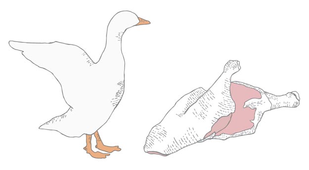 pecking duck drawing